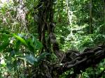 Costa Rican jungle