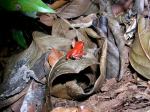 Strawberry poison-dart frog