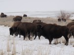 bisons