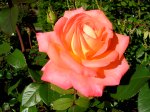 Portland rose