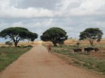 Maasai