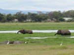 elephants and hippos