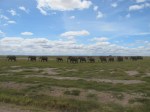 Elephants
