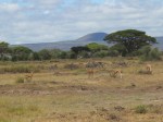 Impalas and zebras