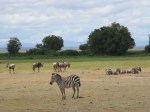 zebras and buffalos