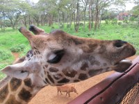 Giraffe Centre