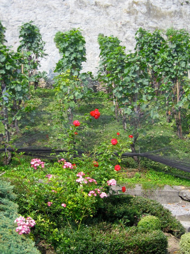 Rapperswil roses