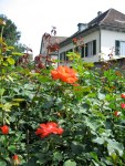 Rapperswil roses