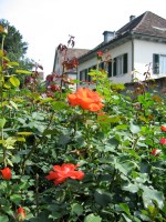 Rapperswil roses