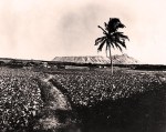 Diamond Head Taro fields. Star-Bulletin photo. Circa&nbsp;1910.