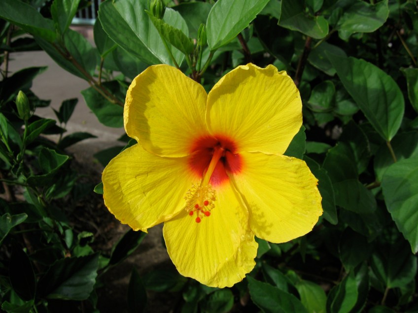 Hibiscus