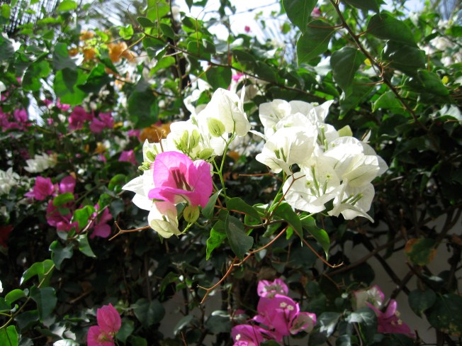 bougainvillea