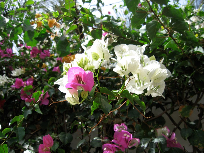 bougainvillea