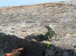 El Morro lizard