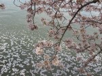 cherry blossoms