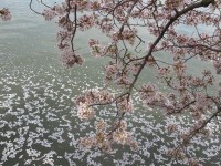cherry blossoms
