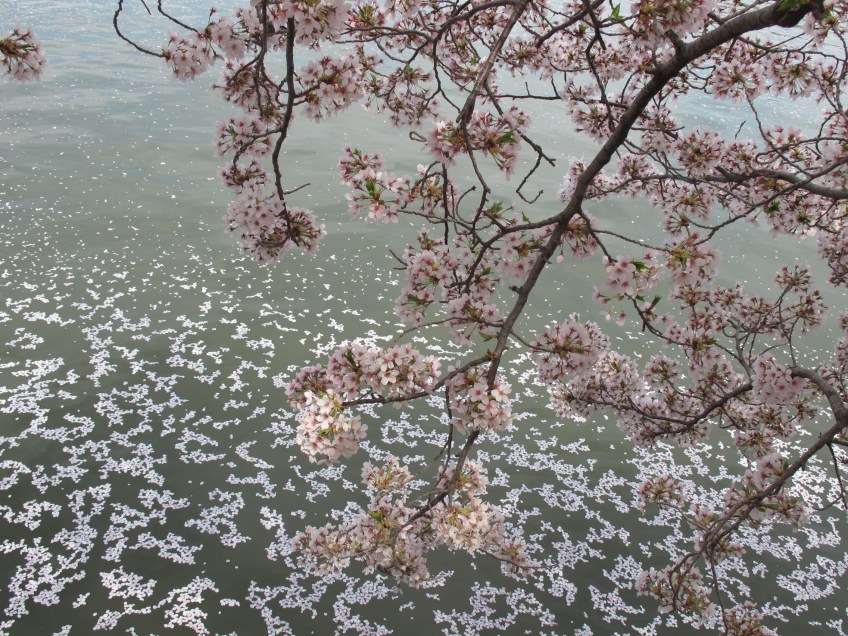 cherry blossoms