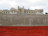 London poppies