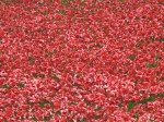 London poppies