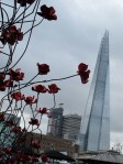 London poppies