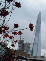 London poppies