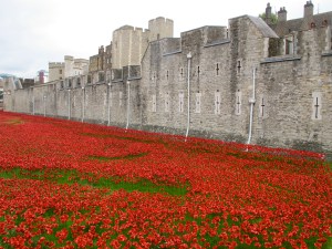 London poppies