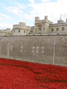 London poppies